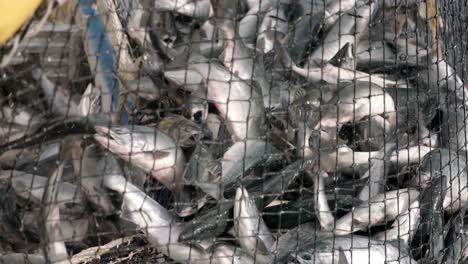 transferring the freshly caught salmon fish on fishing net to the boat