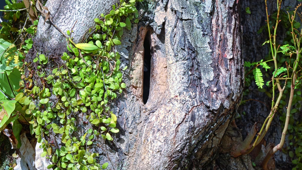 Oriental Pied Hornbill Bird Nesting Inside A Narrow Hole Through A Tree Trunk. Close-up Shot