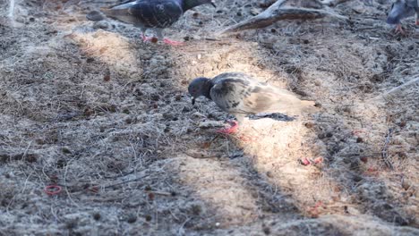 pigeons pecking and walking on sunlit ground