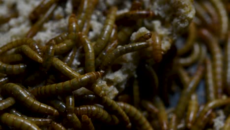 the mealworm is a species of darkling beetle used to feed pets like fish, snakes, birds, and frogs