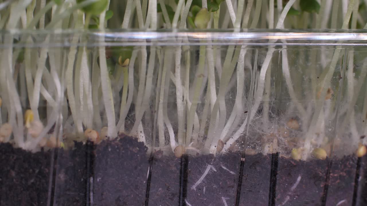 영양을 위한 씨앗의 발아. 묘목 마이크로 그린