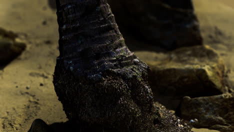 close up of textured surface on rock revealing intricate details in nature