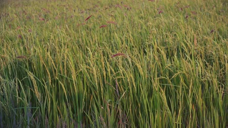 Medium-Shot-of-Rice-Swaying-in-the-Breeze-in-the-Cambodian-Countryside