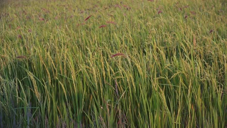 medium shot of rice swaying in the breeze in the cambodian countryside