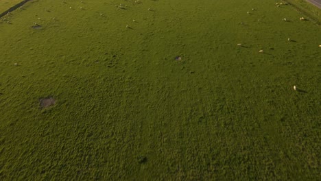 large pasture with sheep in front of beautiful alpine scenery at sunset in new zealand