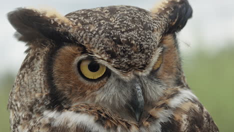 Great-horned-owl-on-forest-background-close-up-light-sky