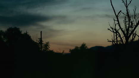 sunset sky over forest, black tree silhouettes