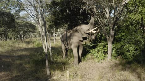 aerial of an elephant trying to break branches from a tree, zimbabwe