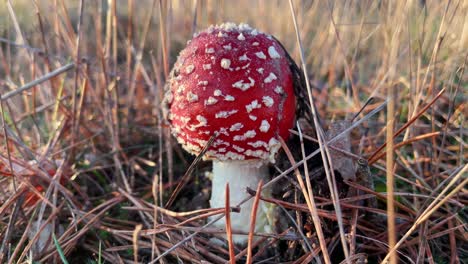 el hongo amanita muscaria canberra. macro de cerca