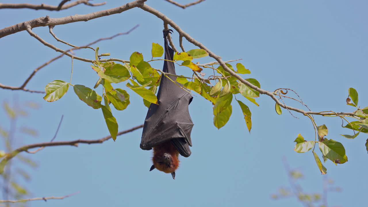 A greater Indian fruit bat hanging from the tree branch in keoladeo bird sanctuary, pteropus medius, ecosystem, India, close up shot.