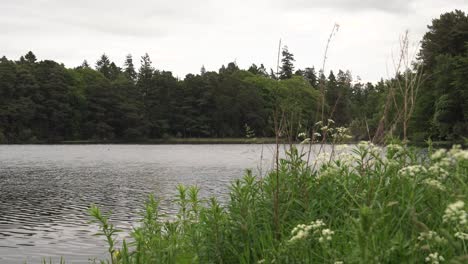 Lago-Tranquilo-En-Verano-Rodeado-De-Bosques