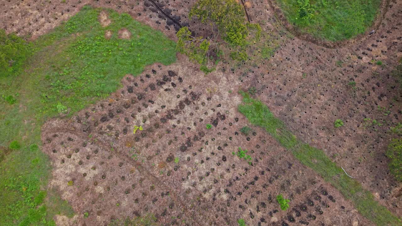 Aerial view of organic coffee farm in lush Colombia landscape