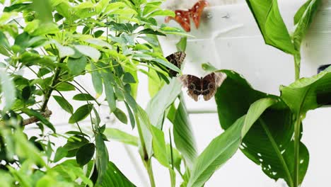 Scarce-Morpho--butterflies-in-indoor-greenhouse-with-plants