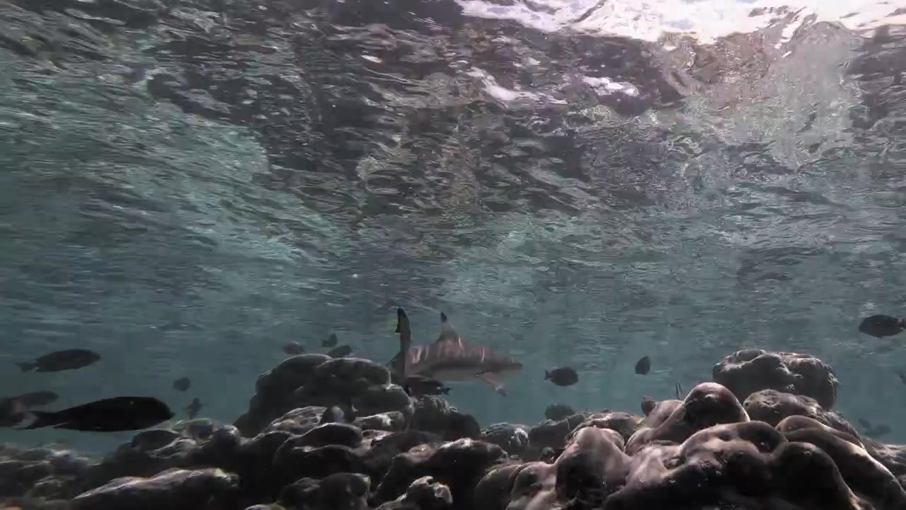 Uno squalo pinna nera del reef scivola attraverso acque tropicali poco profonde sopra una barriera corallina mentre piccoli pesci di barriera nuotano sotto una superficie scintillante illuminata dal sole alle Maldive