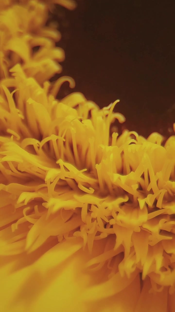 Scivolata macro verticale attorno al centro del girasole, poi sui petali dorati a raggiera.