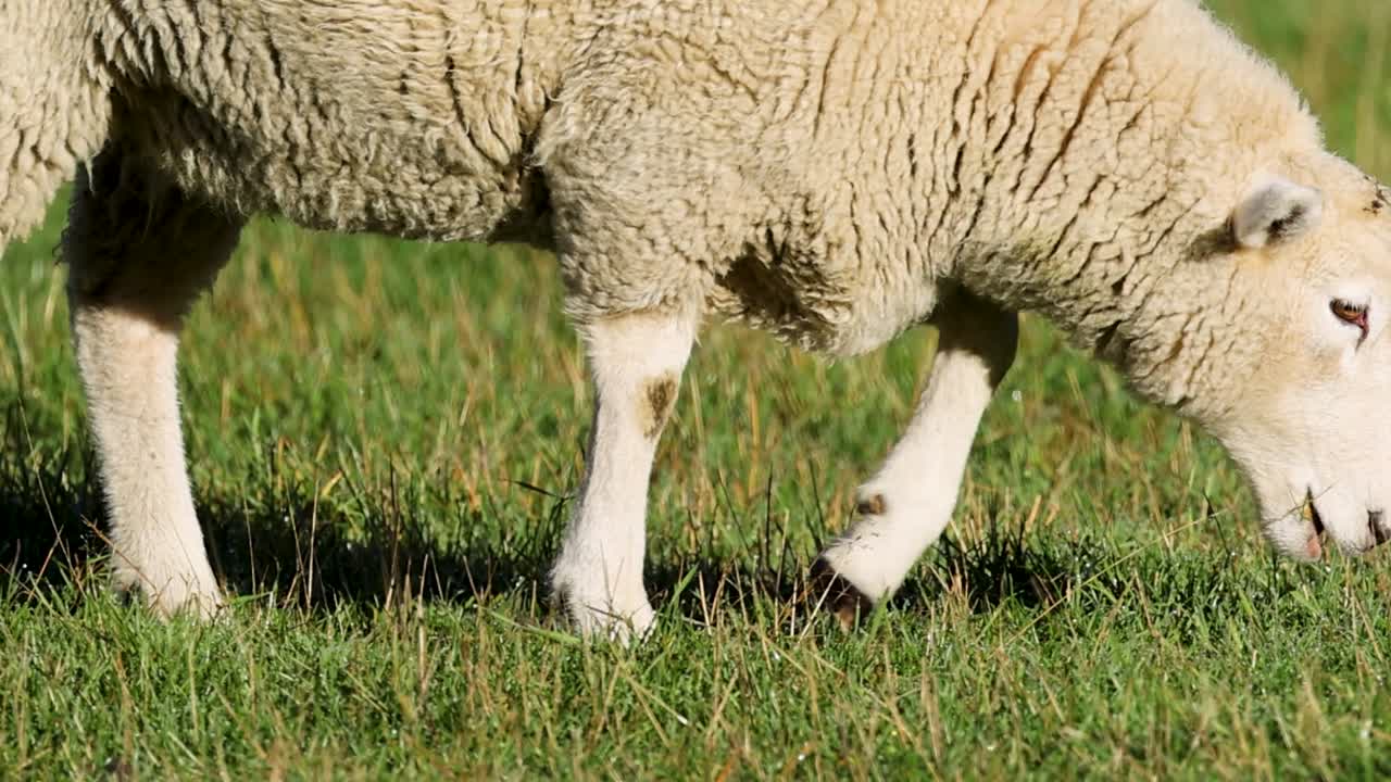 Una pecora lanosa pascola sull'erba verde in un luminoso e soleggiato pascolo rurale.