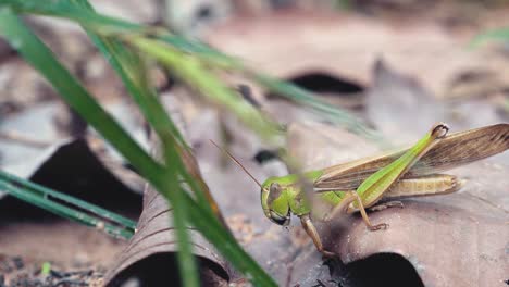 primer plano de un saltamontes asustado por una hormiga.