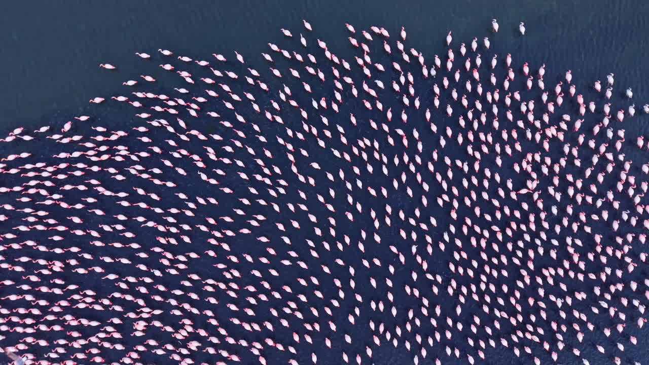 Vibrant flamingos gather in a stunning display over tranquil waters at sunset, showcasing nature's beauty and harmony