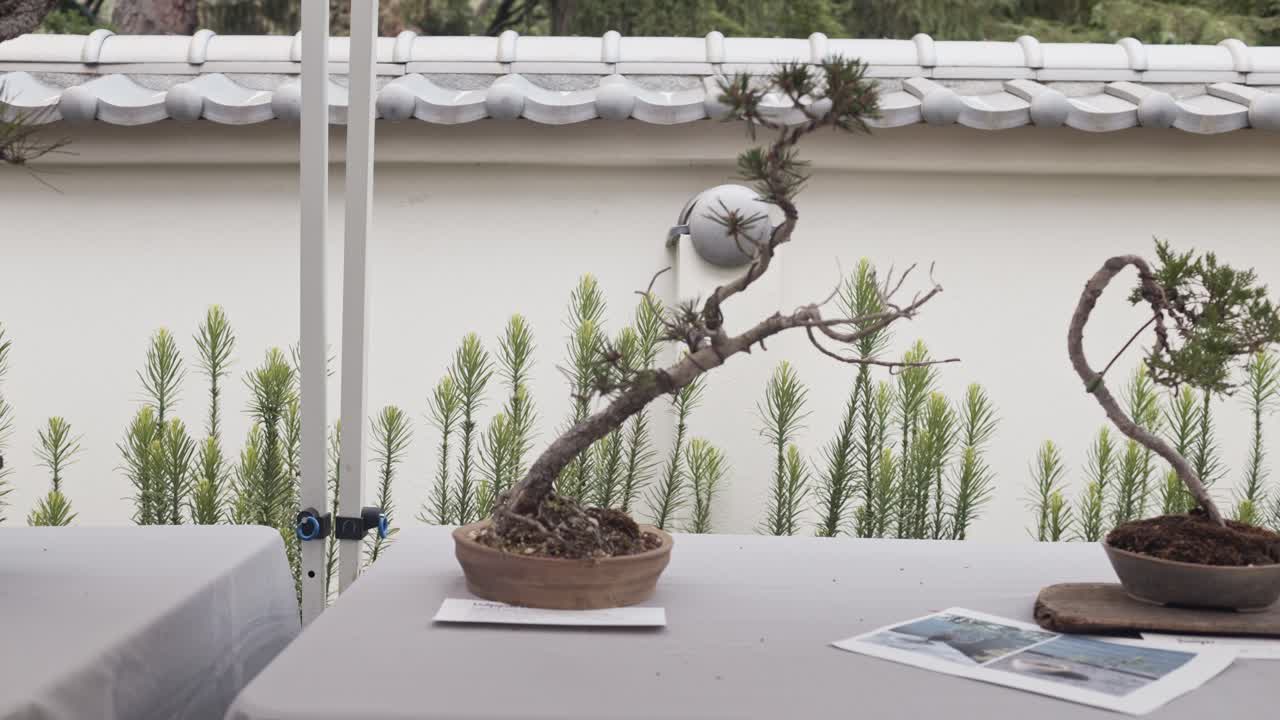Slender Bonsai Leans In A Shallow Pot, Displayed On A Table At An Exhibition In Japanese Garden In Ashland, Oregon. - closeup shot