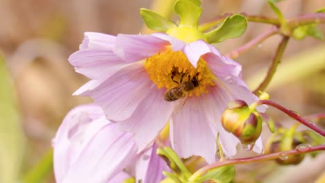 bee landing on pink flower