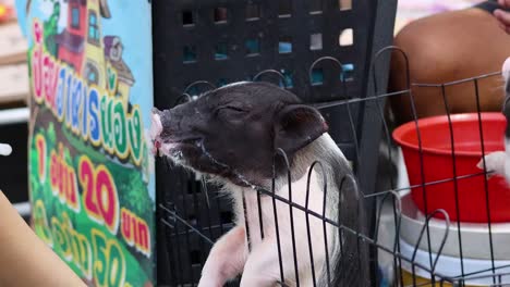 a piglet being bottle-fed by a person