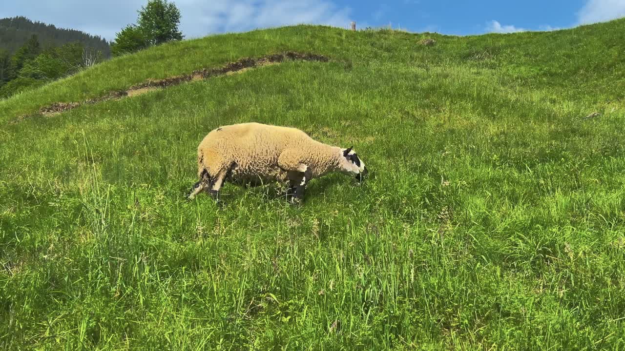 케리 힐 양 들 이 스위스 의 언덕 에 있는 푸른 풀 에서 먹이 를 먹고 있다
