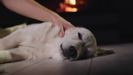 a man's hand strokes a cute golden retriever who is dozing on the floor near the fireplace