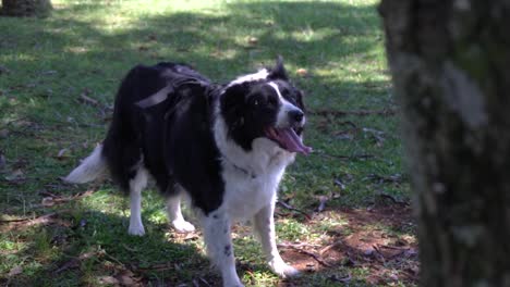 Un-Perro-Feliz-Tiene-Que-Salir-A-Caminar-Todos-Los-Días-Con-Su-Dueño-Y-Disfrutar-De-La-Hierba-Y-El-Sol-En-Un-Descanso-En-Un-Parque