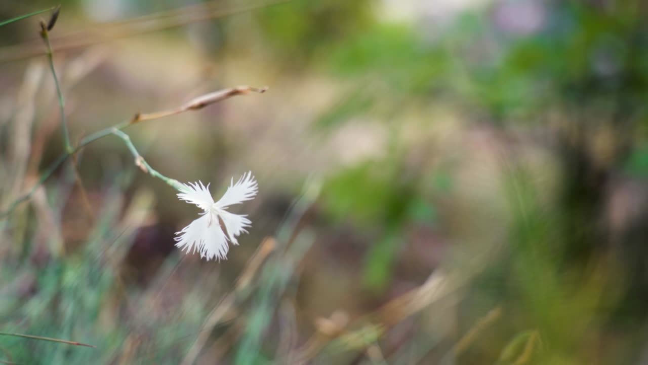 A delicate white flower in close-up amidst natural surroundings