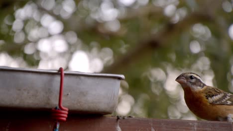 Wildvogel-Frisst-Vorsichtig-Vogelfutter-Aus-Einem-Vogelhäuschen