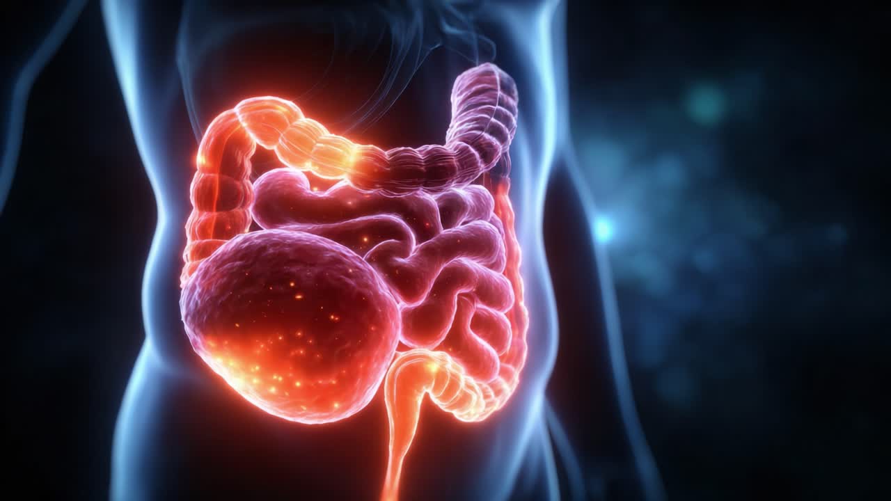 A Detailed Visualization of the Human Digestive System Highlighting the Intestines and Stomach with a Glow Effect in a Dark Background for Educational Purposes