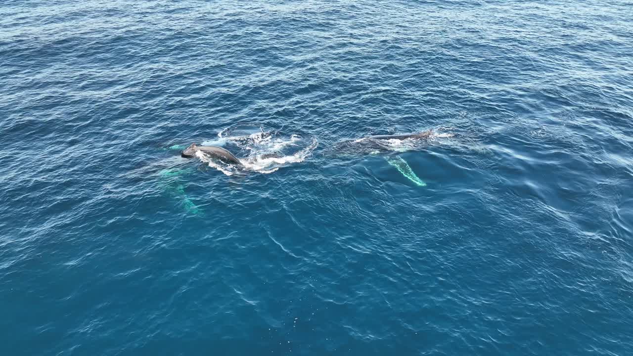 ballenas nadando en la superficie del océano azul en la isla de north stradbroke, qld, australia