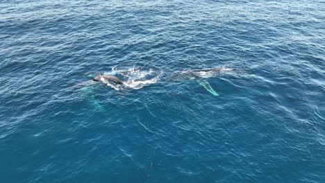 Ballenas-Nadando-En-La-Superficie-Del-Océano-Azul-En-North-Stradbroke-Island,-Queensland,-Australia