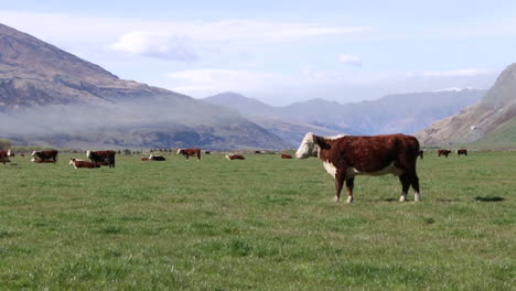 cows on a grass field close to rob roy glacier at wanaka, new zealand