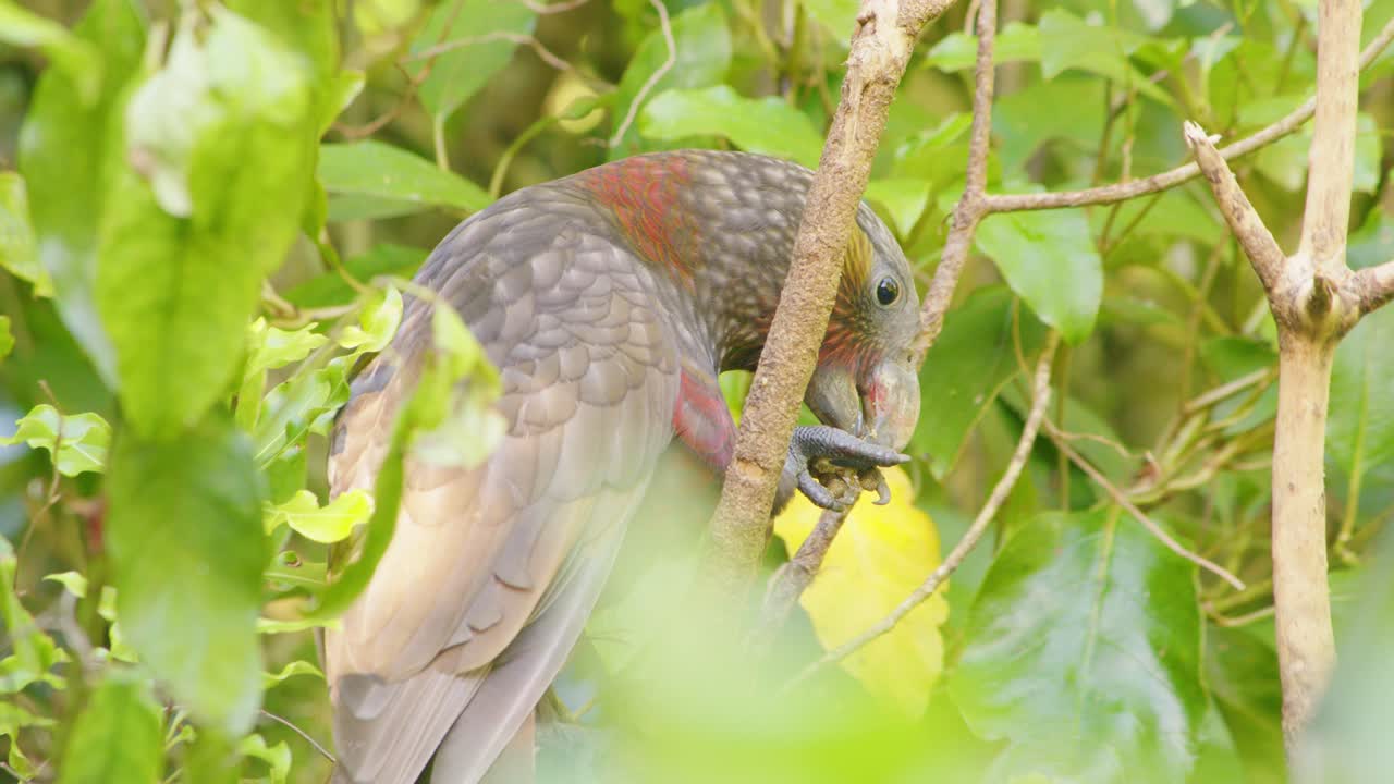 Close up of a Kaka parrot eating food while perched in a tree before leaving frame