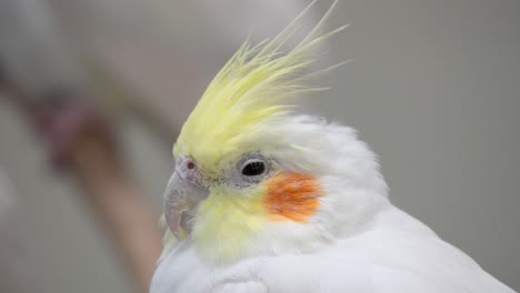 relaxing close up portrait of a cockatiel bird