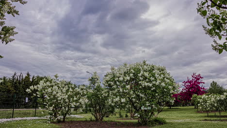 Blooming white color bush in private homestead on moody gray day, fusion time lapse