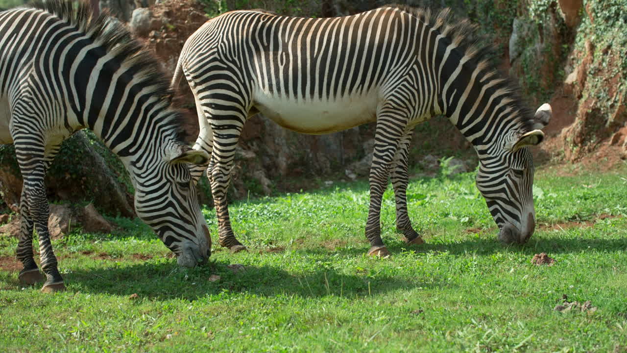 Zebra Grevy 00