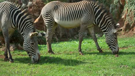 Cebra-Grevy-00