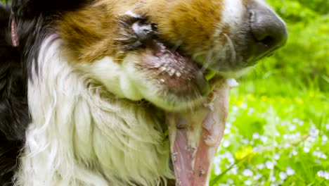 un perro con una gorra festiva comiendo un hueso