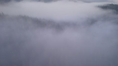 flying above fog clouds that are above a pine tree forest, mysterious horror movie