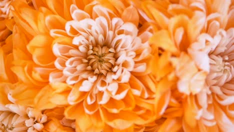 close-up of orange chrysanthemums