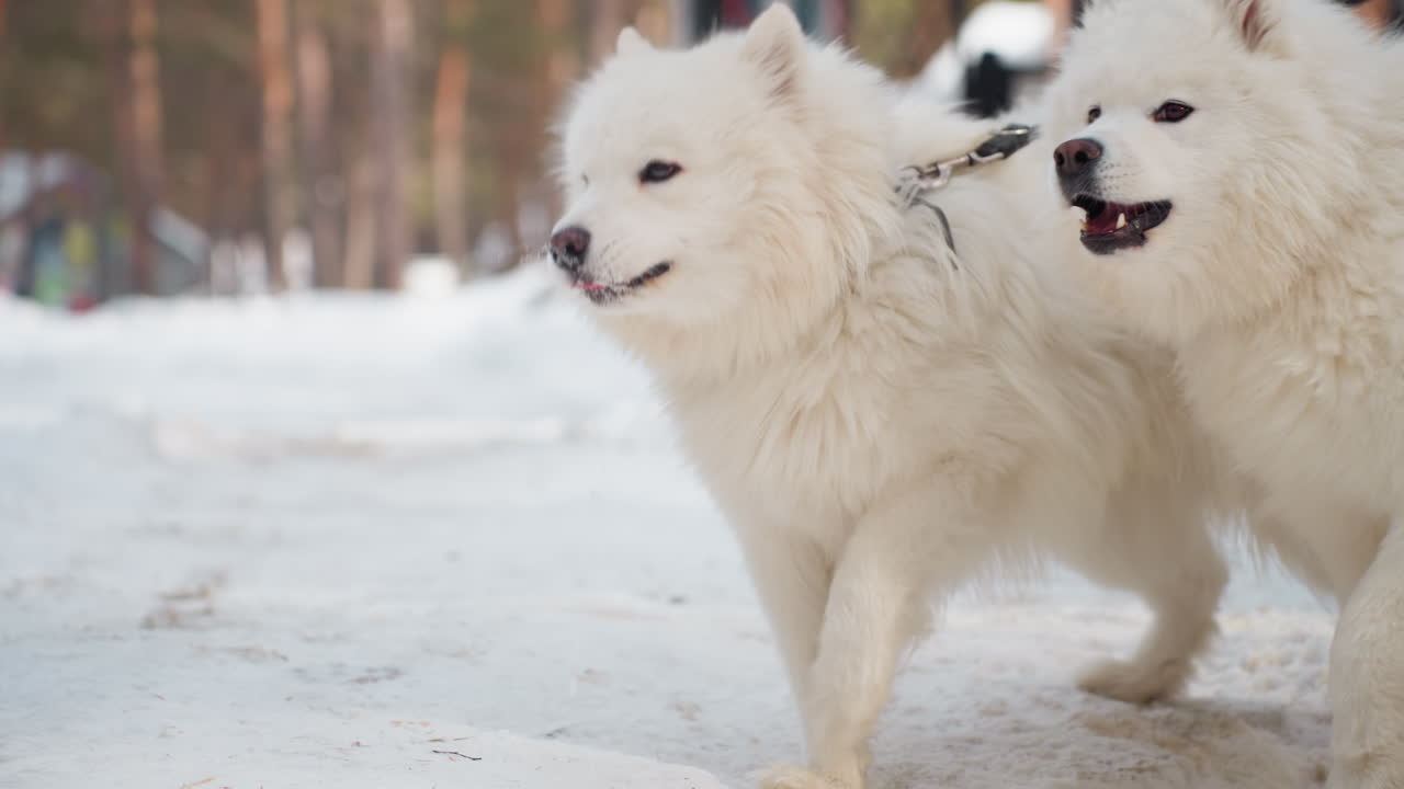 눈 덮인 공원을 탐험하는 사모예드, 쌀쌀한 겨울 공원 환경에서 목줄을 맨 사모예드가 숨을 쉬고, 추운 날씨에 야외에서 목줄 훈련 활동을 하는 다정한 사모예드 두 마리