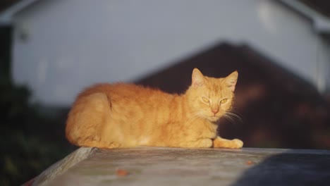 ginger cat licks itself on a roof at sunset