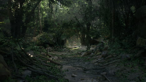 sunbeams through a lush jungle path