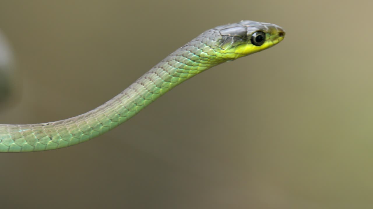 primer plano de una serpiente de árbol verde en australia con fondo bokeh