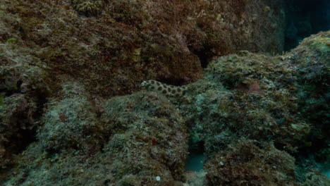 a mesmerizing spotted snake eel gracefully swims up an underwater volcanic rock