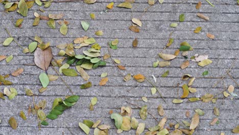 point-of-view-of-pedestrians-on-a-leaf-strewn-street