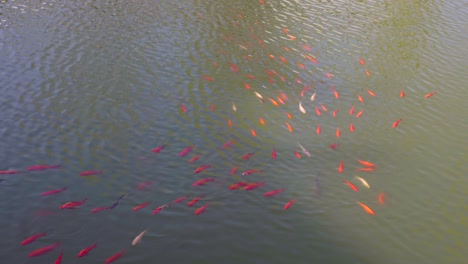 in spring, a group of goldfish swim freely in the pond