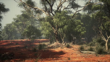 coastal vegetation with trees and shrubs